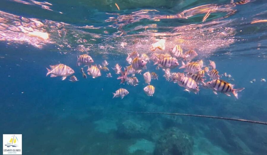 Basseterre: St Kitts 4-hour Catamaran Snorkel Cruise & Lunch - How the crew shapes the day
