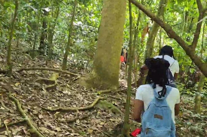 Half-Day St. Kitts Rainforest Hike - Wildlife sightings are a bonus, not a promise