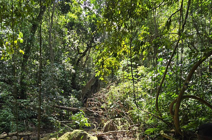 Half-Day St. Kitts Rainforest Hike - Waterfalls, views, and the changing weather