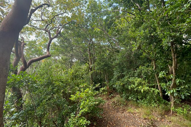 Hike St Kitts: Wingfield Rainforest and Romney Experience - Starting at the Central Forest Reserve