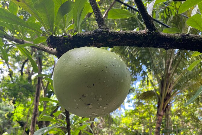 Hike St Kitts: Wingfield Rainforest and Romney Experience - Wingfield Estate and the old sugar country