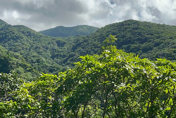 Hike St Kitts: Wingfield Rainforest and Romney Experience - How hard is the hike?