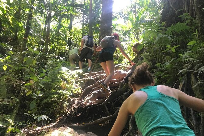 Hiking Mount Liamuiga Volcano in St Kitts - What the $100 price includes