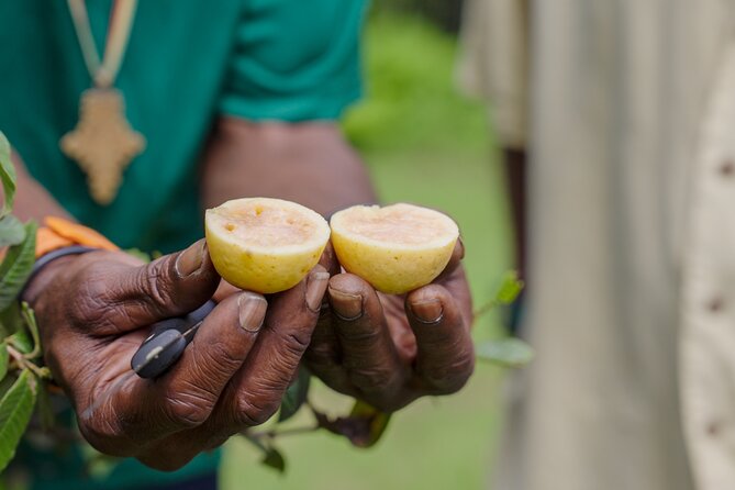 Liamuiga Natural Farm Tour - St.Kitts' Coffee Farm - Trails, trees, and time to slow down