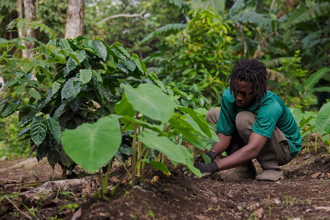 Liamuiga Natural Farm Tour - St.Kitts' Coffee Farm - How the four-hour timing works