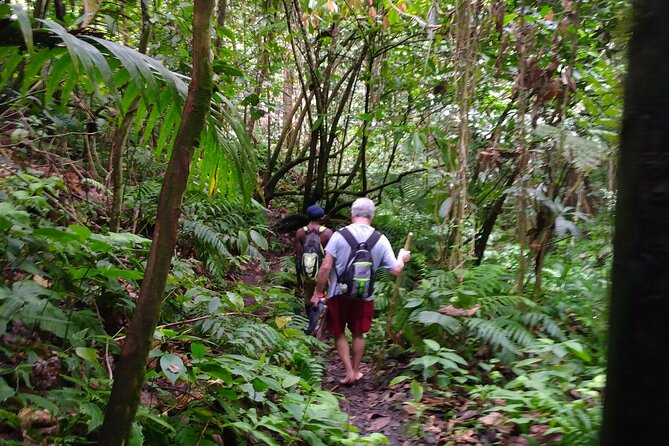 Mindfulness Rainforest Hike, Forest Bathing, Volcanic Hot Springs - Starting at the Oualie Water Taxi Pier