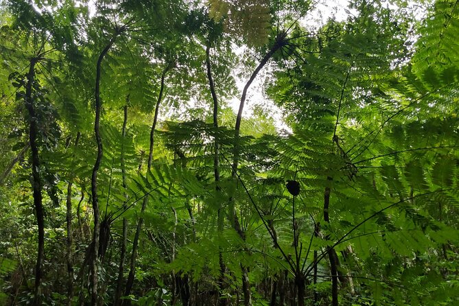 Mindfulness Rainforest Hike, Forest Bathing, Volcanic Hot Springs - Hot springs near Charlestown and local herbal tea