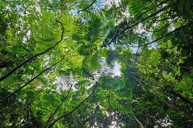 Mindfulness Rainforest Hike, Forest Bathing, Volcanic Hot Springs - What $175 includes and what it means