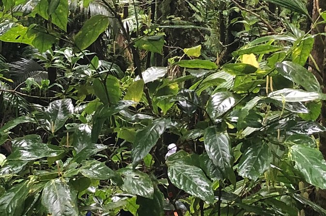 Mount Liamuiga Volcano Tours - The Crater and the Reward at the Top