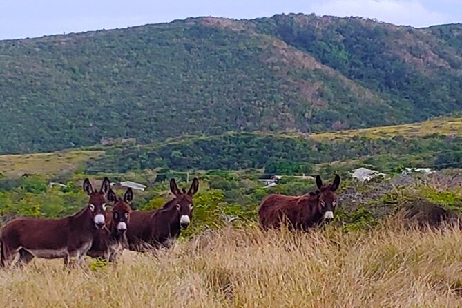 Nevis Historical Walking Tour - The guides can make or break the experience