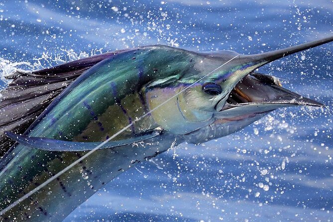 Private Fishing & Snorkel Charters in St Kitts and Nevis - Key points to know before you book