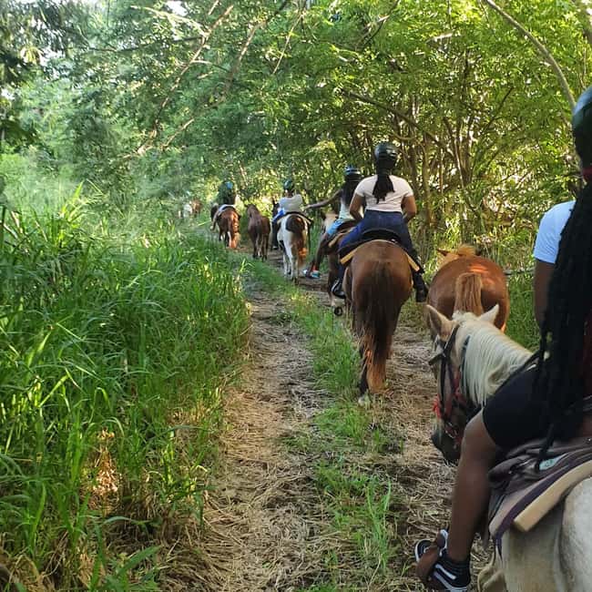 Scenic Horseback Trail - Romney Manor and the older side of St. Kitts