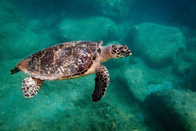 Snorkel Lunch & Lounge: Bluewater or Snorkel and Lunch: Leeward - Key points to know before booking