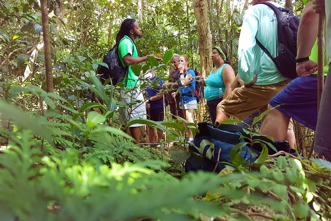 St Kitts Half-Day Rainforest Tour - Leaving Basseterre for the forest