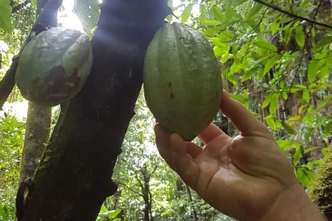 St Kitts Half-Day Rainforest Tour - Romney Manor and Caribelle Batik