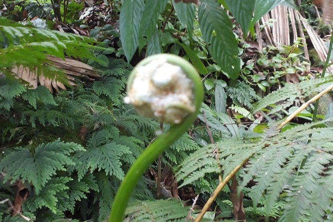 St Kitts Half-Day Rainforest Tour - Plants, traditional medicine, and local knowledge