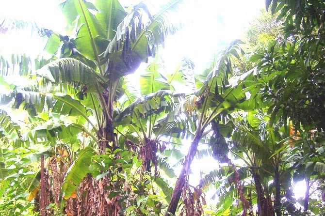 St Kitts Half-Day Rainforest Tour - Snacks, banana bread, and the human touch