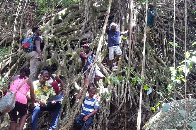 St Kitts Half-Day Rainforest Tour - Is $85 a fair price?