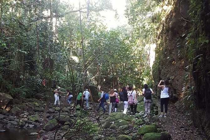 St. Kitts Half-Day Rainforest Tour - Walking the Peter Manning Trail