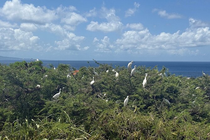 St. Kitts No Hustle No Hassle Private Tour with Don - Who will enjoy this St. Kitts outing most