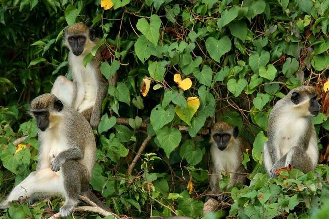 St. Kitts Rainforest Tour - Key Points To Know Before You Book