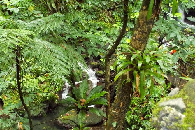 St. Kitts Rainforest Tour - Meeting Near Port Zante at 8:30am
