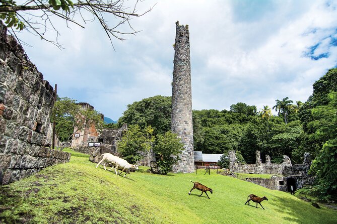 St. Kitts Rainforest Tour - Wildlife: Green Monkeys and Small Forest Finds