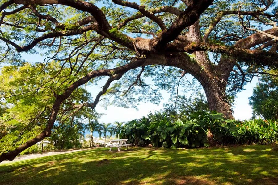 St. Kitts: Top Sights Guided Van or Open-Air Safari Tour - Who will enjoy this St. Kitts tour?