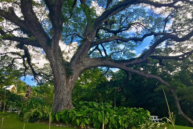 St Kitts Traditional Lunch & Half Day Island Tour - Romney Manor and Caribelle Batik combine craft and history