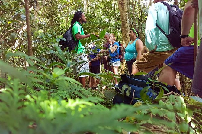 Tropical Rain Forest Explorer Hike In St. Kitts - Key points to know before you book