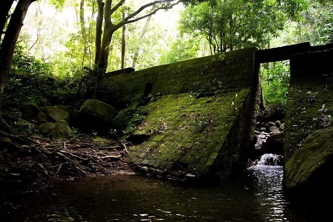 Tropical Rain Forest Explorer Hike In St. Kitts - A small-group format that can change the experience