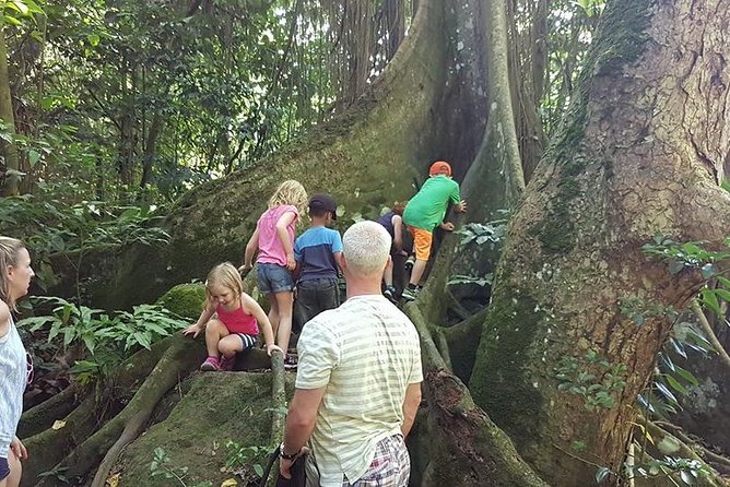 Tropical Rain Forest Explorer Hike In St. Kitts - Pastries and tropical juice on the trail