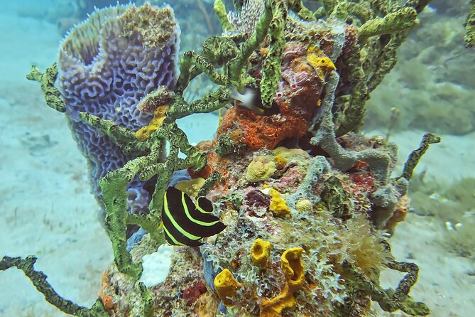 VIP Private Guided Scuba Diving/Snorkeling Excursion - Relaxing aboard with snacks, drinks, and music