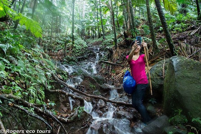 Volcano Caldera (Mt. Liamuiga) Trek / Hike - Mt. Liamuiga gives St. Kitts a proper mountain day