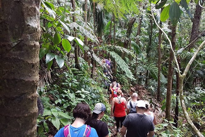 Volcano Crater Hiking Tour in St Kitts - What to wear and bring for Mount Liamuiga