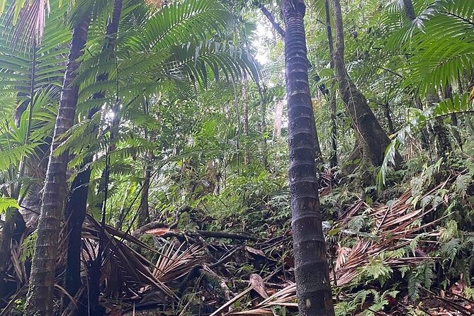 Wingfield Rainforest Adventure Hike and Caribelle Batik stop - Should you book Wingfield Rainforest and Caribelle Batik?